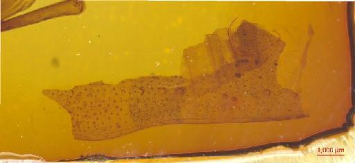 Rhytiphora obliqua (Donovan, 1805) - 010131525___2