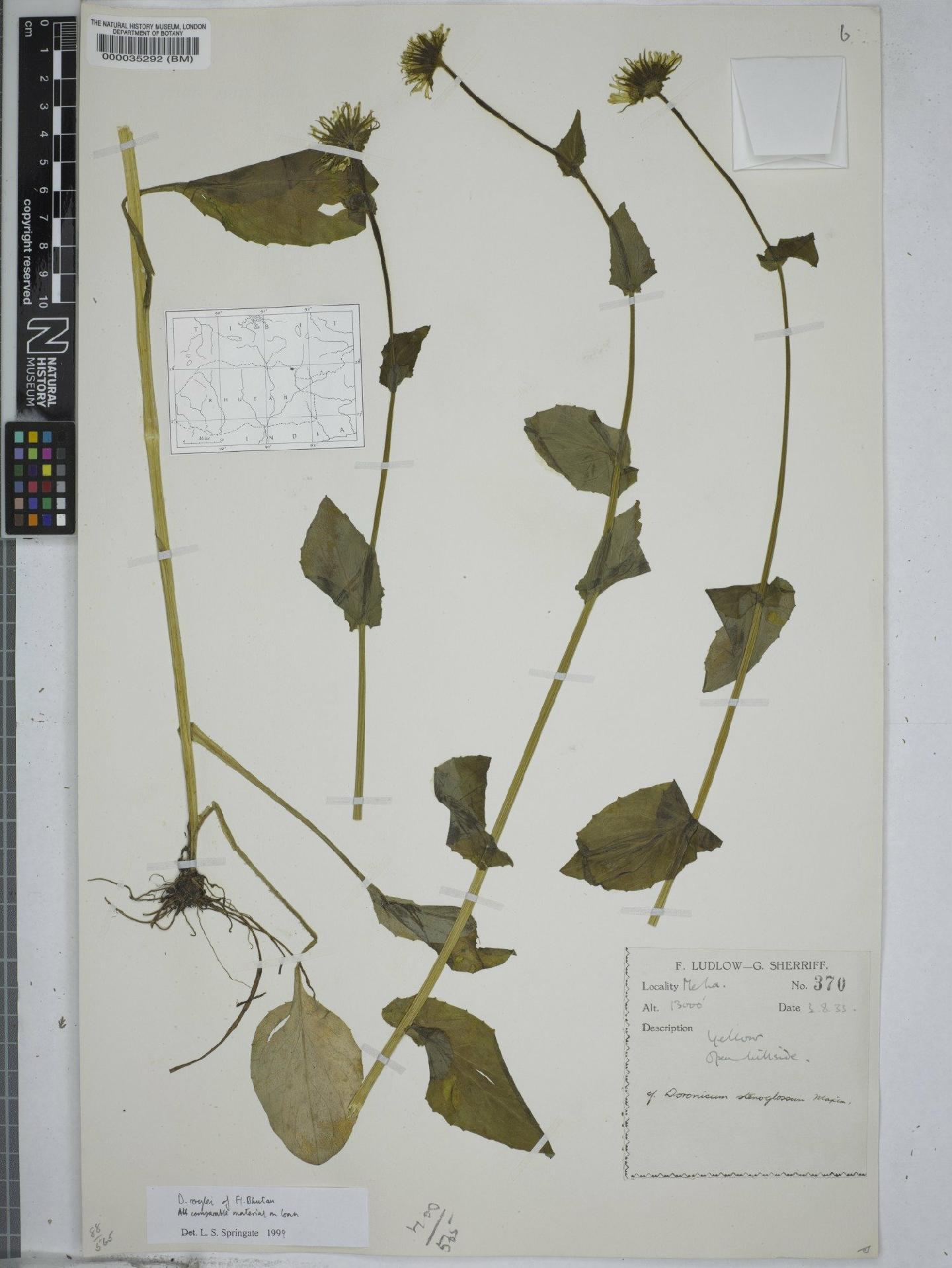 To NHMUK collection (Doronicum roylei DC.; NHMUK:ecatalogue:9148914)