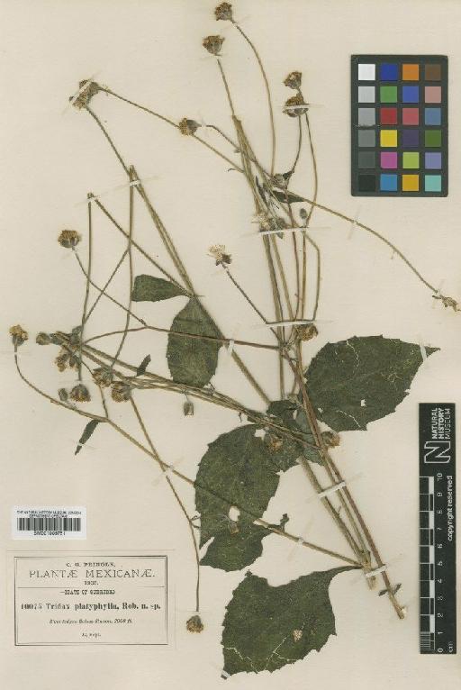 Tridax platyphylla B.L.Rob. - BM001009751