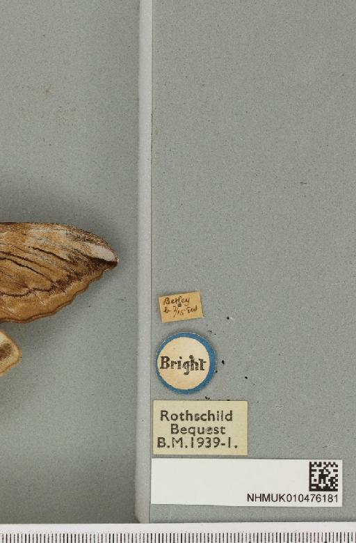 Sphinx ligustri Linnaeus, 1758 - NHMUK_010476181_label_533883