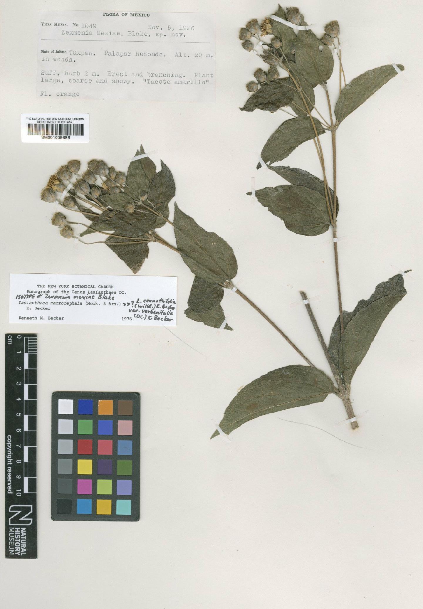 To NHMUK collection (Lasianthaea macrocephala (Hook. & Arn.) K.M.Becker; Isotype; NHMUK:ecatalogue:619717)