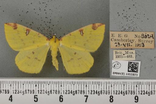 Opisthograptis luteolata (Linnaeus, 1758) - BMNHE_1855973_428400