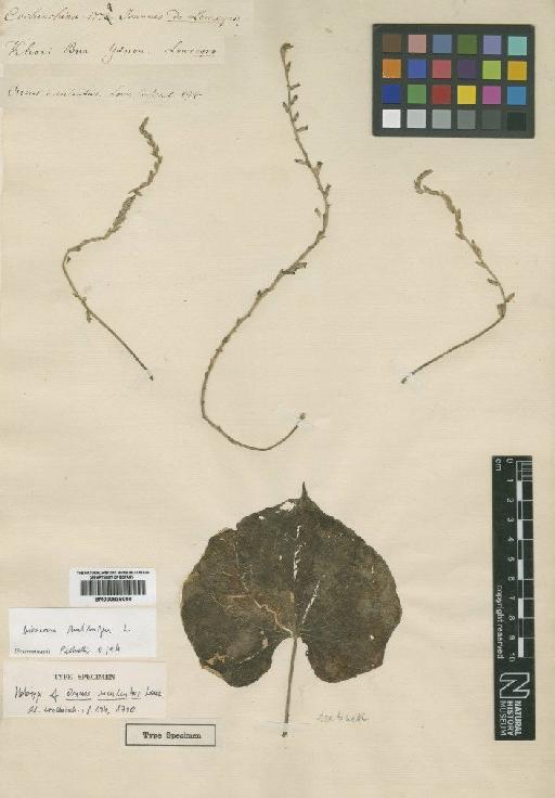 Dioscorea esculenta (Lour.) Burkill - BM000839000