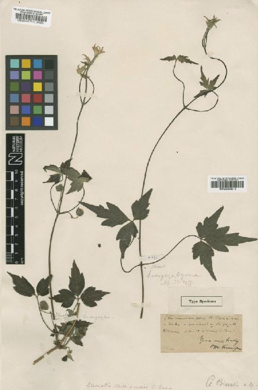 Clematis williamsii A.Gray - BM000554711