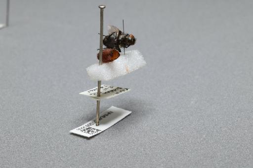 Sarcophaga (Myorhina) nigriventris Meigen, 1826 - 015091668_additional_1