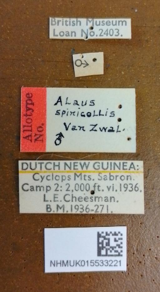 Cryptalaus spinicollis (Van Zwaluwenburg, 1951) - Alaus spinicollis PT male labels