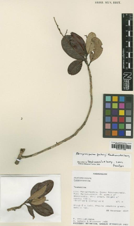 Campnosperma zacharyi Randrian. & Lowry - BM001015588