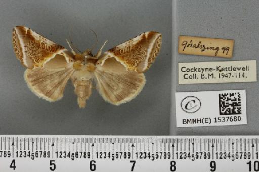 Habrosyne pyritoides (Hufnagel, 1766) - BMNHE_1537680_201678