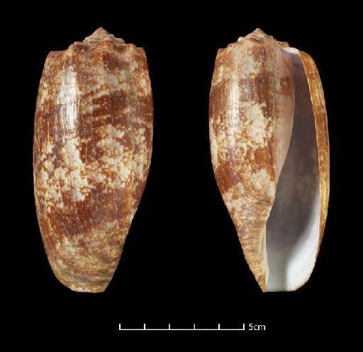 Conus geographus Linnaeus, 1758 - 20140763 Conus geographus