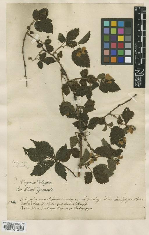 Rubus fruticosus L. - BM000051751