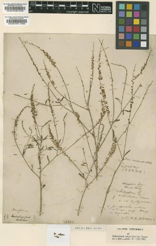 Astragalus melilotoides Pall. - BM000551597