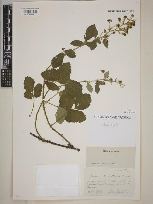 Rubus tomentosus Borkh - BM013865881
