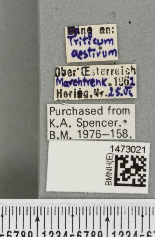 Chromatomyia fuscula (Zetterstedt, 1838) - BMNHE_1473021_label_48293