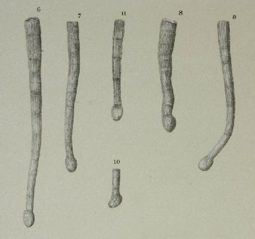 Articulina funalis Brady 1884 - ZF1097_13_11_Tubinella_funalis.jpg