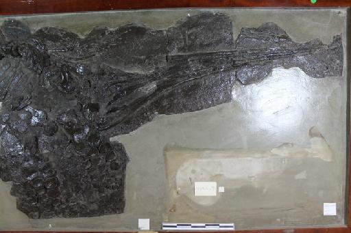 Ichthyosaurus tenuirostris Conybeare, 1822 - 010020657_L010096428