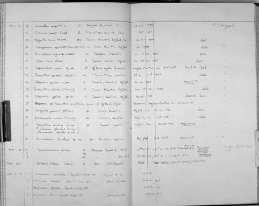 Cribrilaria harmeri Ristedt, 1985 - Zoology Accessions Register: Bryozoa: 1971 - 1986: page 167