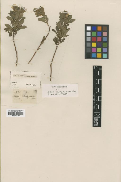 Zornia flemmingoides Moric - BM000931682