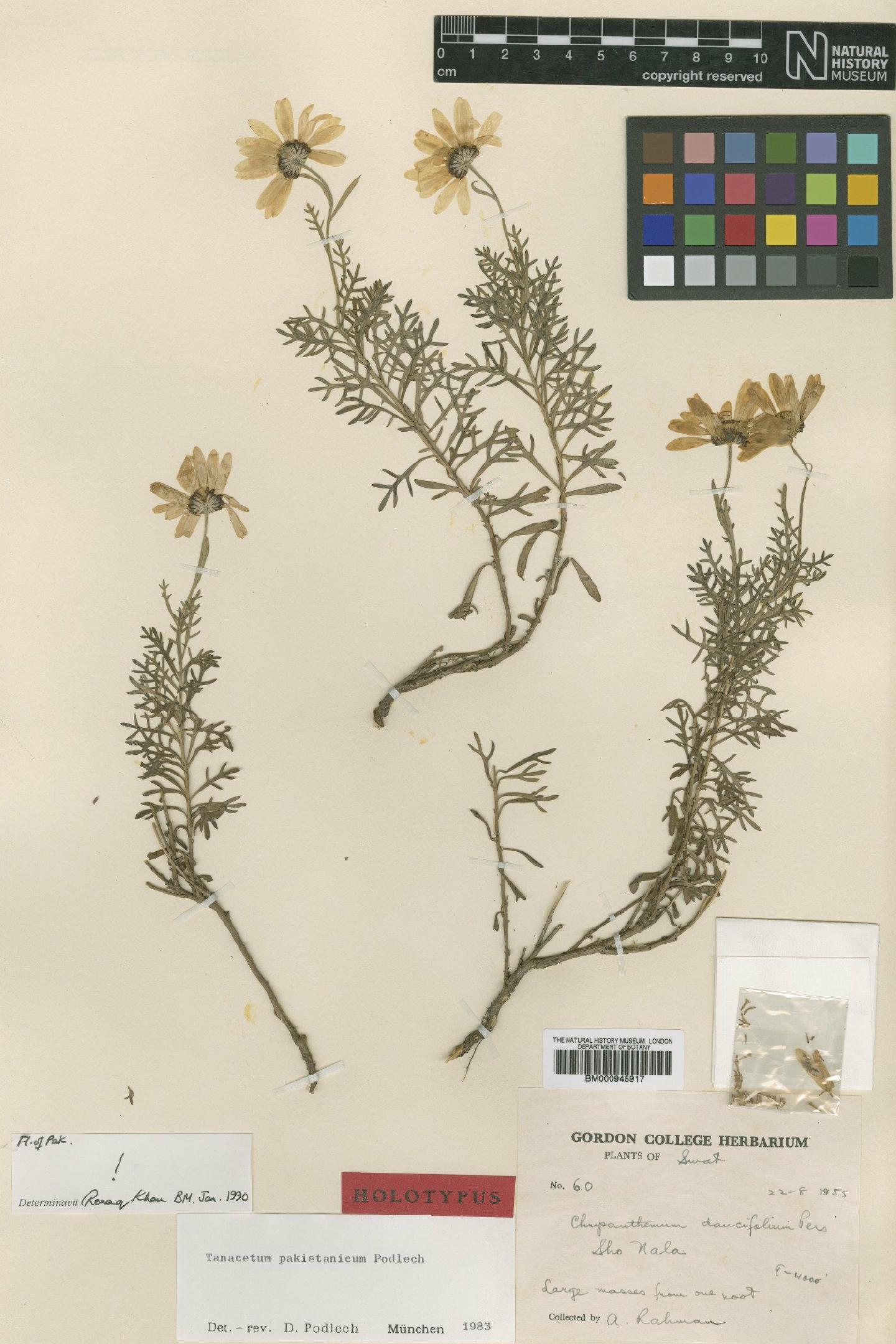 To NHMUK collection (Tanacetum pakistanicum Podlech; Holotype; NHMUK:ecatalogue:473476)