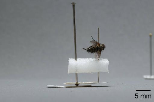 Sarcophaga (Myorhina) nigriventris Meigen, 1826 - 015092479_lateral