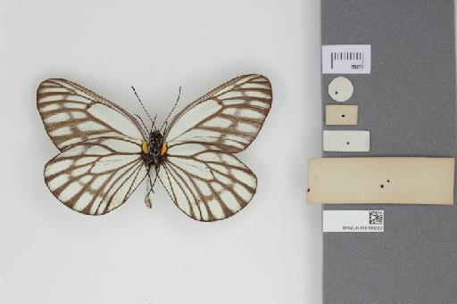 Pieris largeteaui Oberthür, 1881 - 015199329_Aporia_largeteaui_Oberthur_1881_Ventral