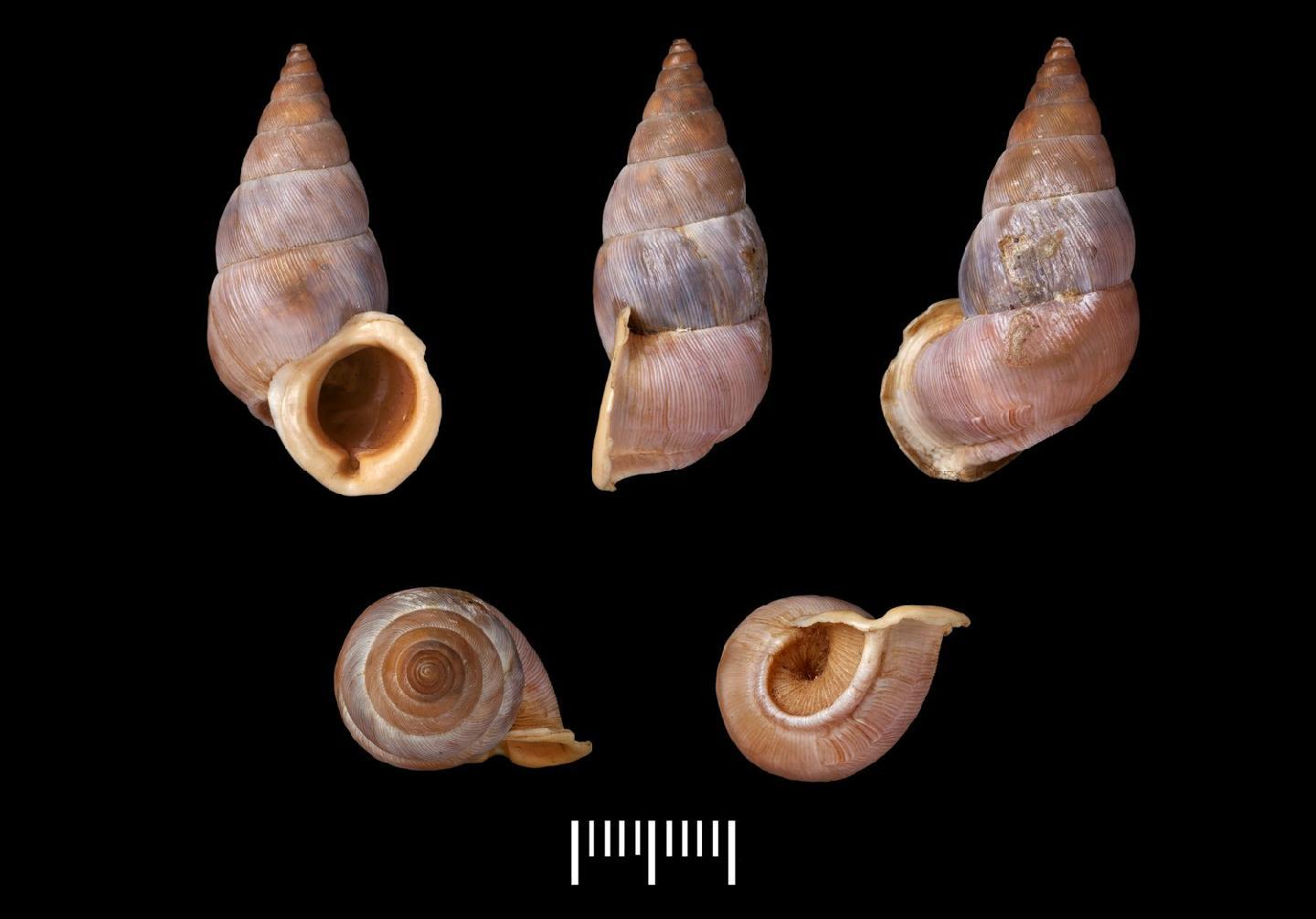To NHMUK collection (Cataulus austenianus Benson; NEOTYPE; NHMUK:ecatalogue:5547866)
