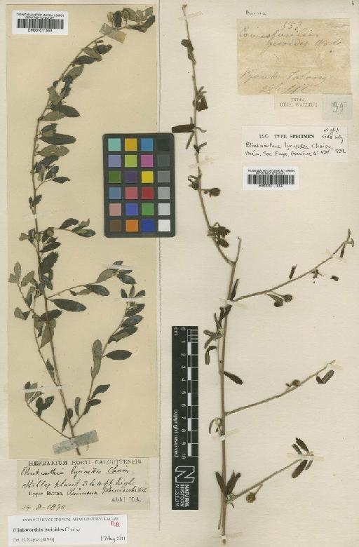 Ipomoea lycioides (Choisy) J.R.I.Wood & Scotland - BM001011555