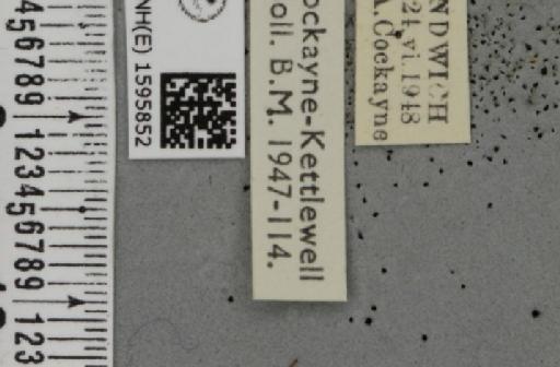 Idaea ochrata (Scopoli, 1763) - BMNHE_1595852_label_261051