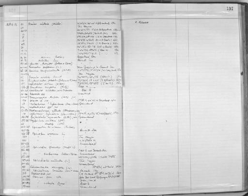 Ophiura sarsi ul - Zoology Accessions Register: Echinodermata: 1935 - 1984: page 197