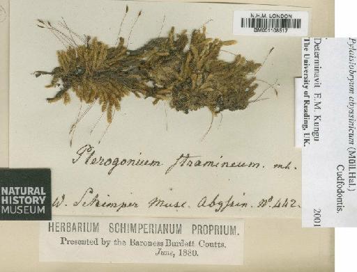 Pylaisiobryum abyssinicum (Müll.Hal.) Cufod. - BM001108517