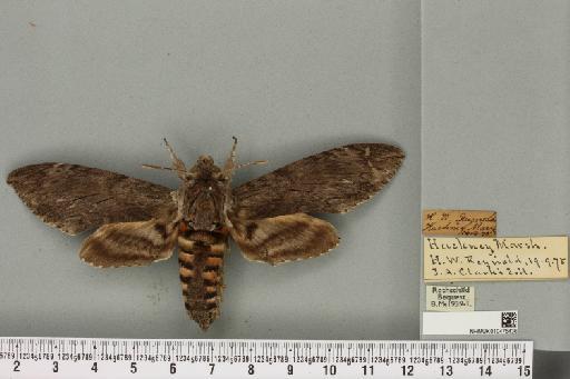 Agrius convolvuli ab. obscura Tutt, 1904 - NHMUK_010475436_527055