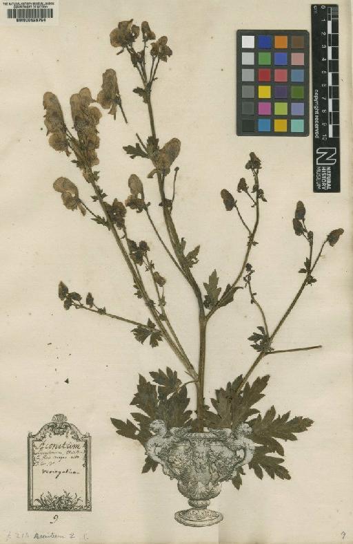 Aconitum variegatum L. - BM000628794