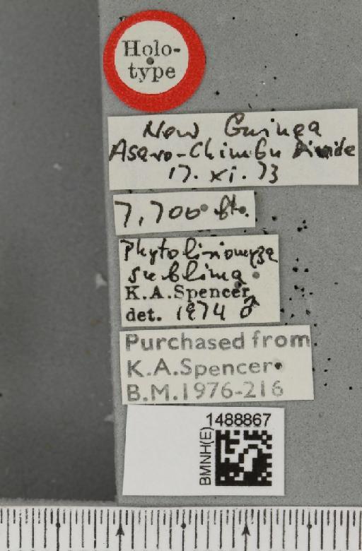 Phytoliriomyza sublima Spencer, 1977 - BMNHE_1488867_label_52927
