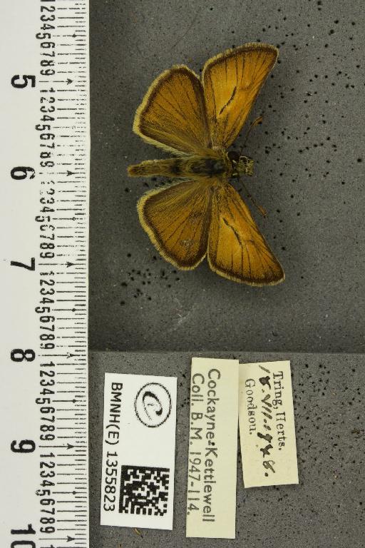 Thymelicus sylvestris ab. obscura Tutt, 1906 - BMNHE_1355823_159802