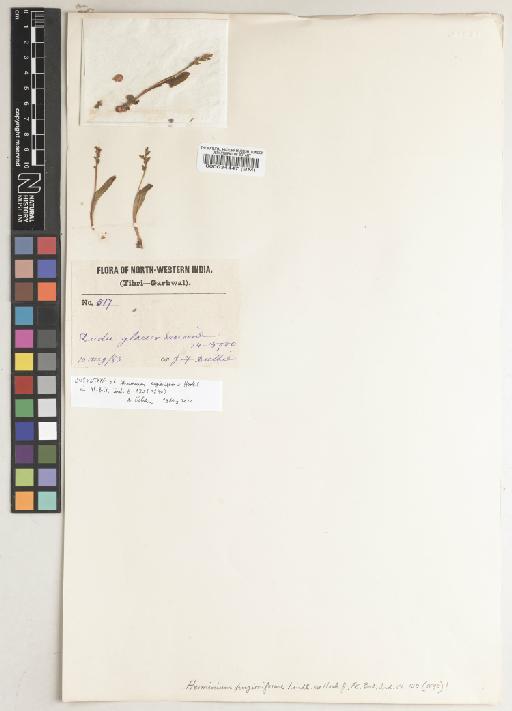Herminium pugioniforme Lindl. ex Hook.f. - BM000034447