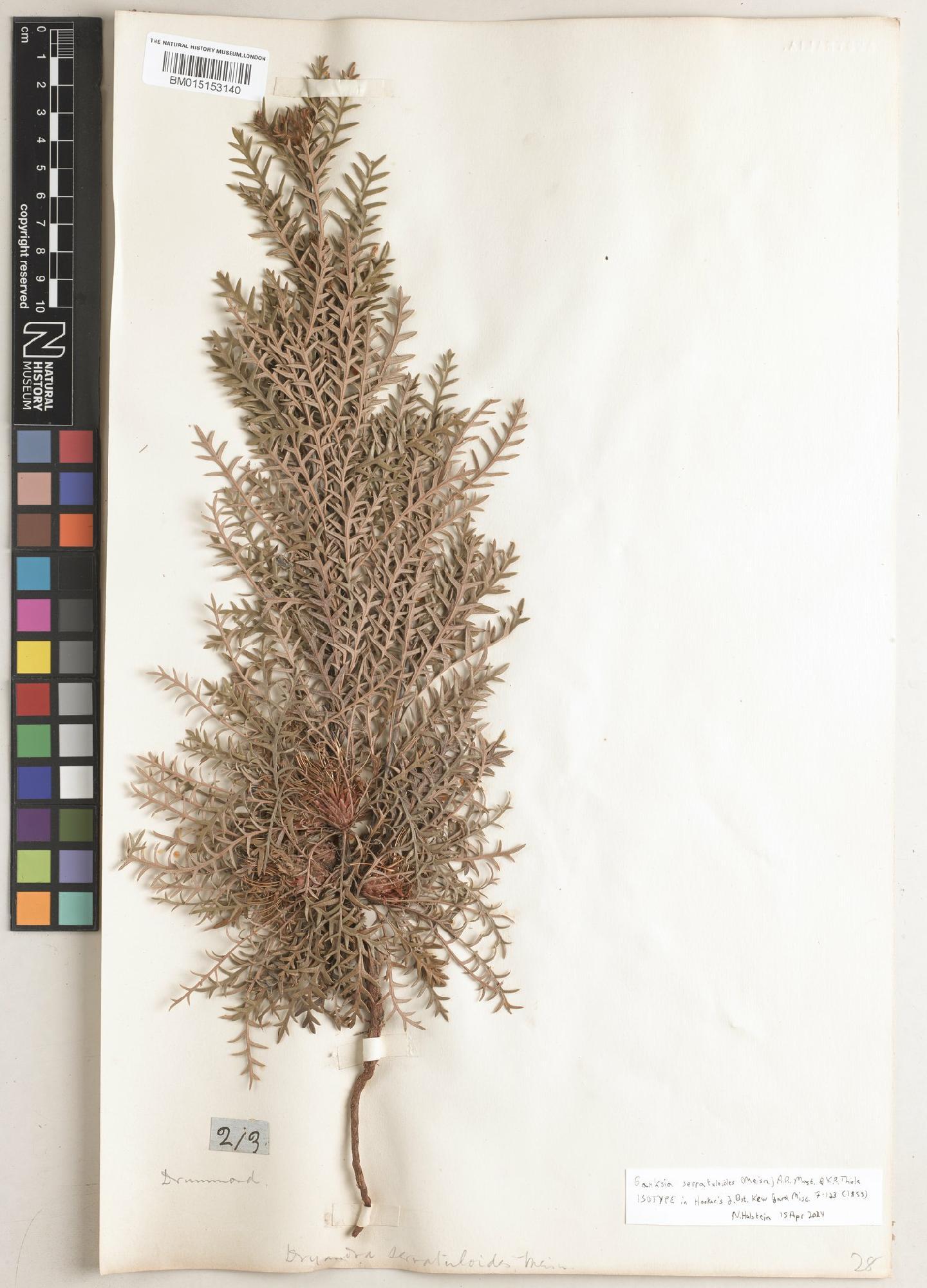 Banksia serratuloides