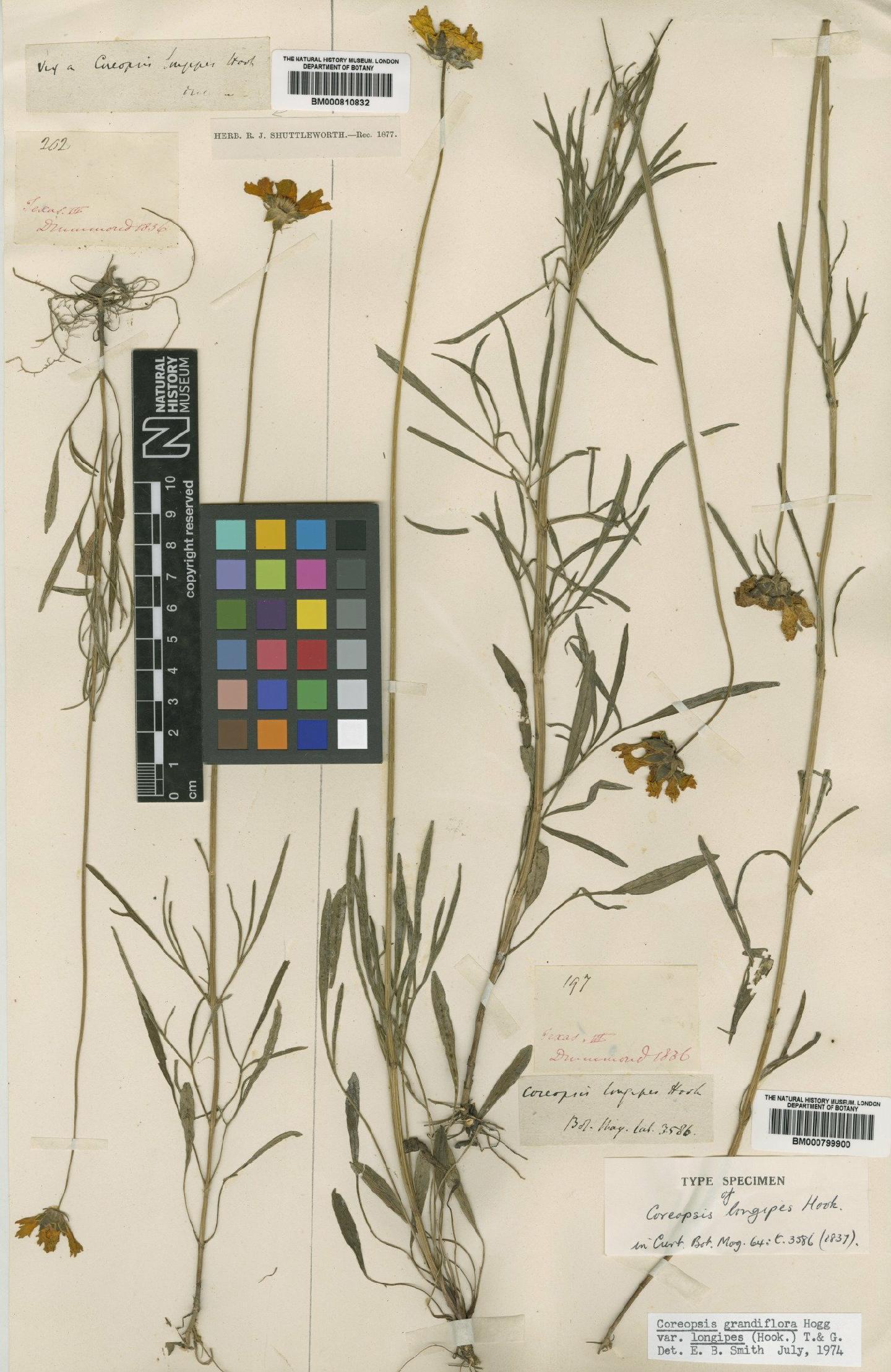 To NHMUK collection (Coreopsis grandiflora var. longipes (Hook.) Gray; Type; NHMUK:ecatalogue:4991931)