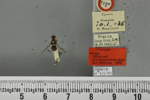 Dacus (Leptoxyda) siliqualactis Munro, 1939 - BMNHE_532701_39495