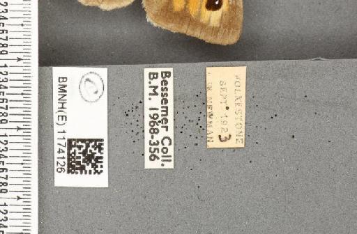 Maniola jurtina insularis ab. biiregularia Leeds, 1950 - BMNHE_1174126_label_39300
