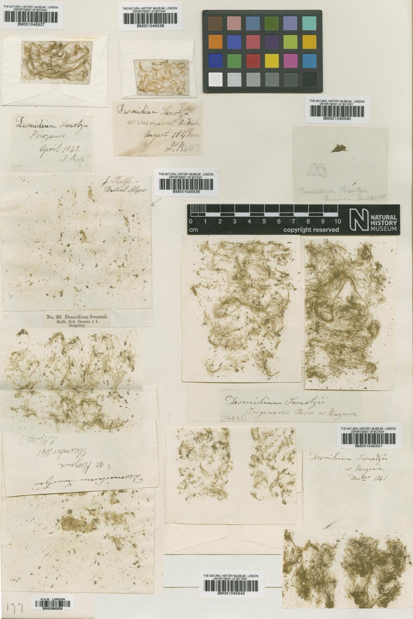 To NHMUK collection (Desmidium swartzii Ralfs; Type; NHMUK:ecatalogue:739654)