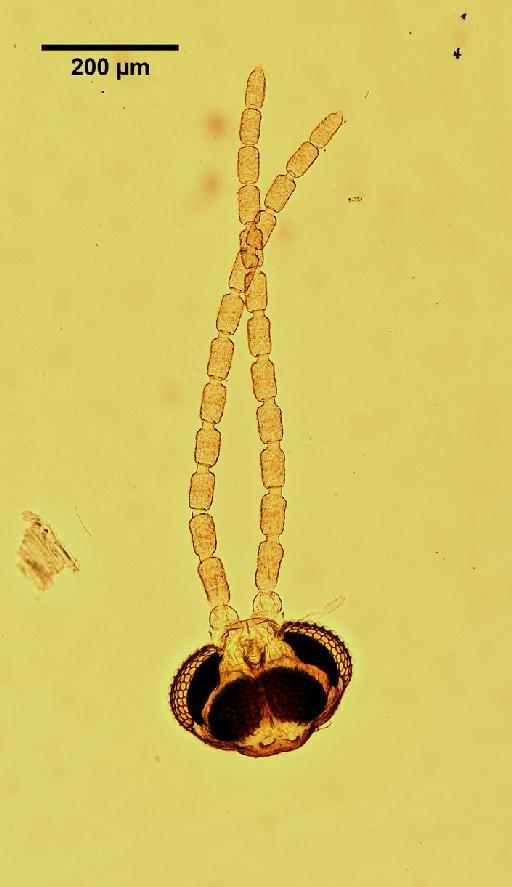 Triommata coccotroctes Barnes, 1931 - Triommata_coccotroctes-251847-head