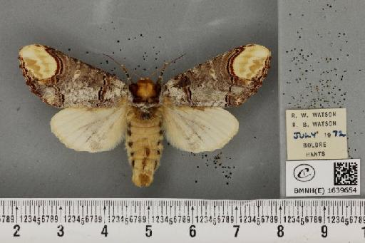 Phalera bucephala bucephala (Linnaeus, 1758) - BMNHE_1639654_208808