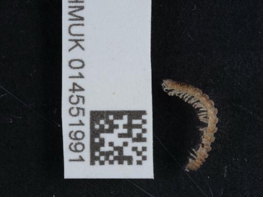 Brachydesmus superus Latzel - 014551991_2