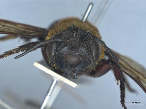 Megachile monticola Smith, F., 1853 - 013379845_ NHMUK-Megachile_ monticola-type-female_2