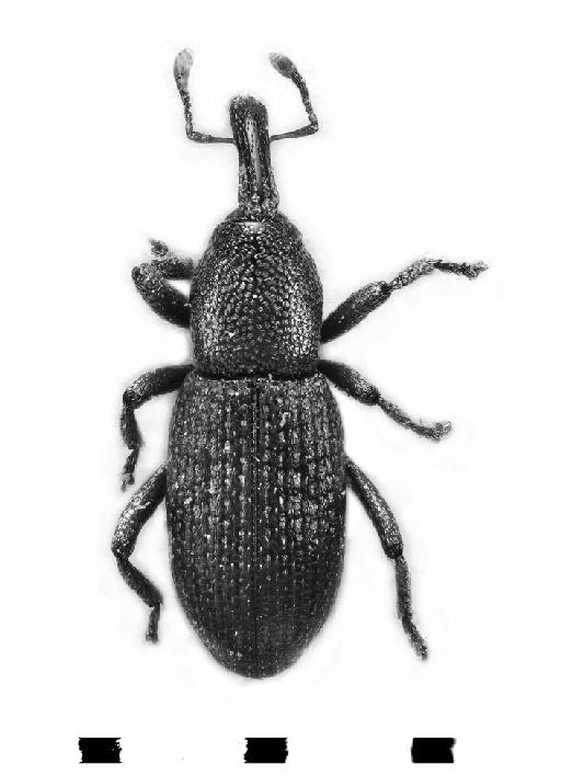 Torneuma sardoum Desbrochers, 1889 - Torneuma sardoum-BMNH(E)1237663-dorsal mono
