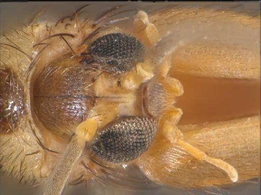 Mycetophila sigmoides Loew, 1869 - 010626455_Mycetophila_sigmoides_head