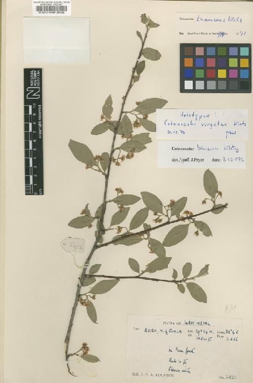 Cotoneaster transens G.Klotz - BM000521998