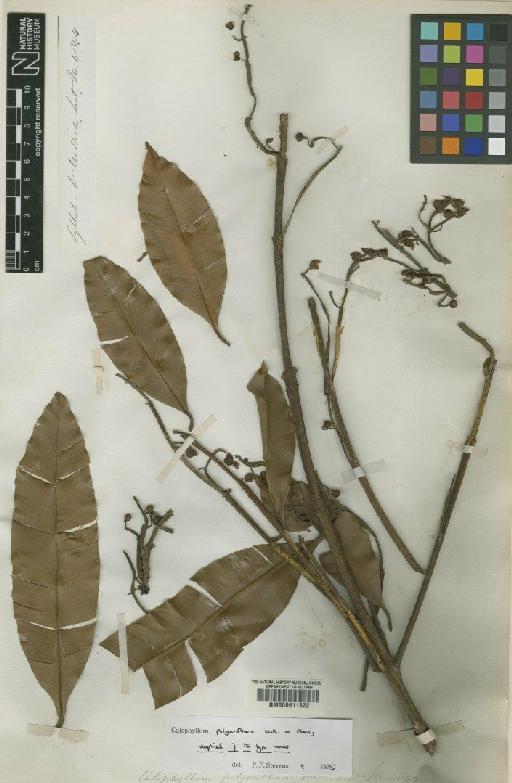 Calophyllum polyanthum Wall. ex Choisy - BM000611322