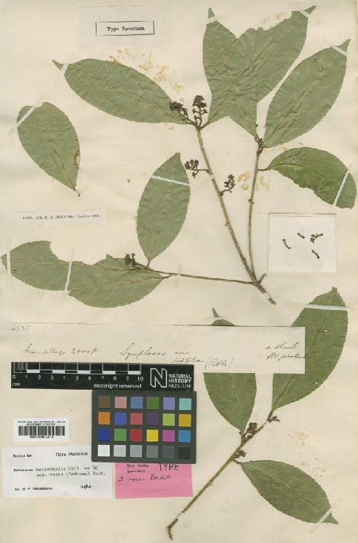 Symplocos macrophylla subsp. rosea (Bedd.) Noot. - BM000997473
