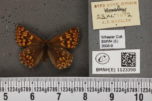 Hamearis lucina (Linnaeus, 1758) - BMNHE_1123390_78221