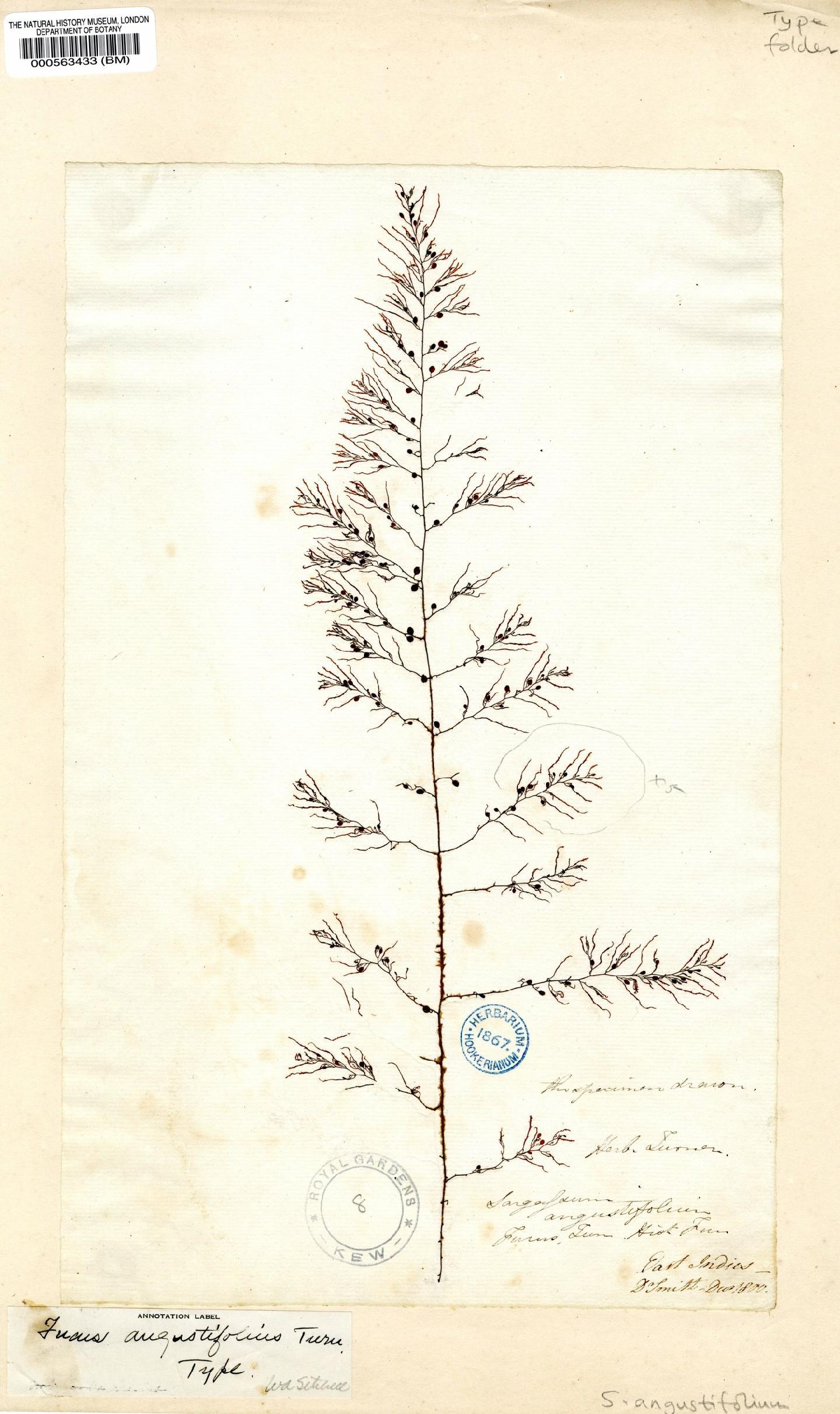 To NHMUK collection (Sargassum angustifolium Agardh; Type; NHMUK:ecatalogue:4723178)